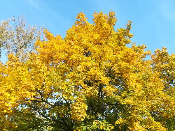 IMG_20181009_123913-1.jpg