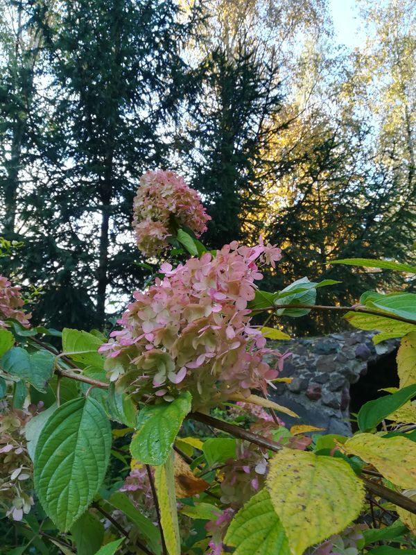 IMG_20181011_084213.jpg