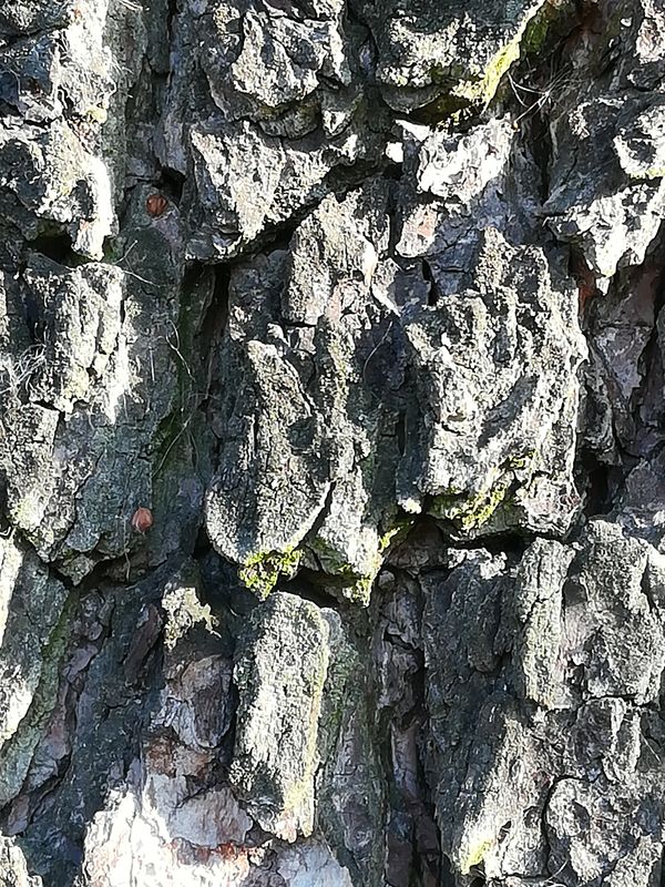 IMG_20181011_090932.jpg