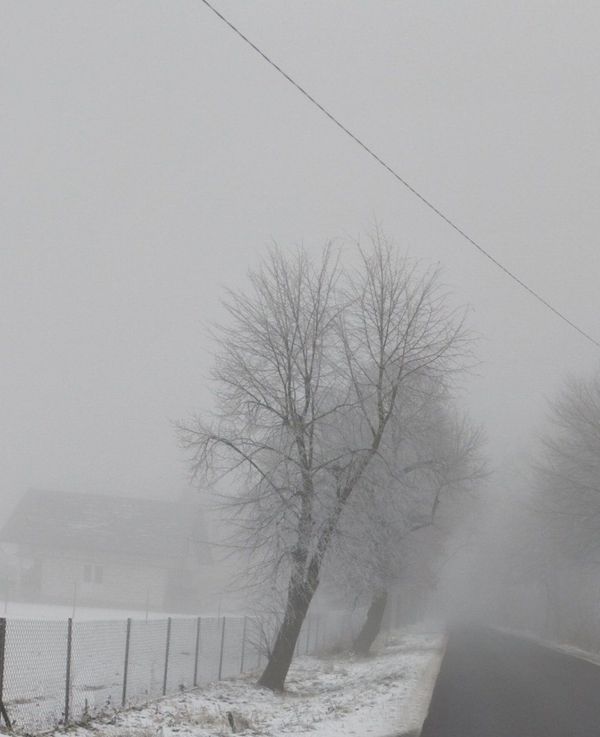 lipa-Izdebno-Kol.fot_.S.Cytryniak.jpg